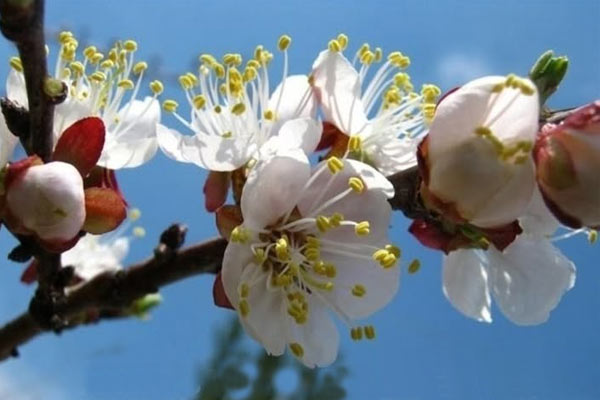 Интерпост Кыргызстан поздравляет всех с праздником Нооруз!